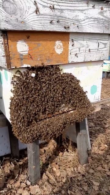 Пчелы вылезли из улья.