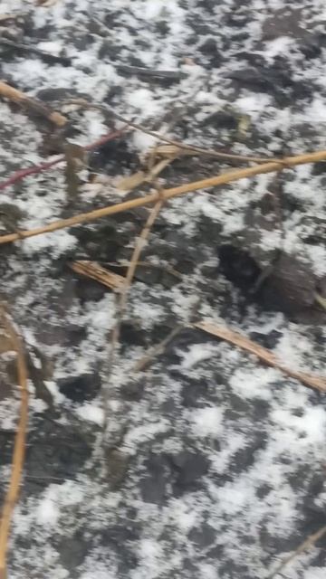 Подснежники в феврале #экстремальнотеплаязима #зимняяоттепель #теплозимой #зимняяжара #тёплаязима