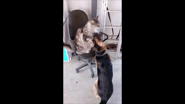 Собака. Кот. Том и Кос