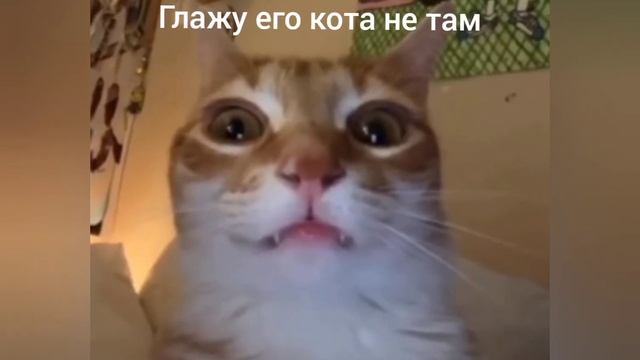 вывод: не гладьте кота где попало