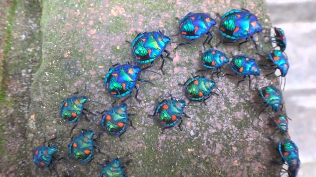 Hibiscus Harlequin Bug Procession