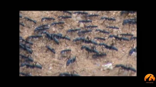 The March Of The Matabele Ants  Latest Sightings !UTubeAnimalTv!