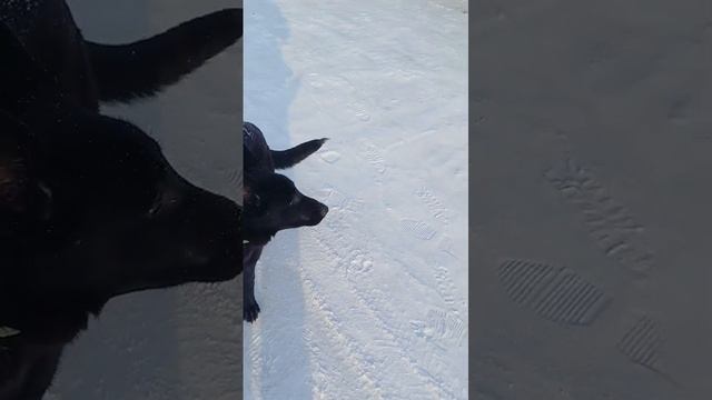 VID-20250201-WA0005