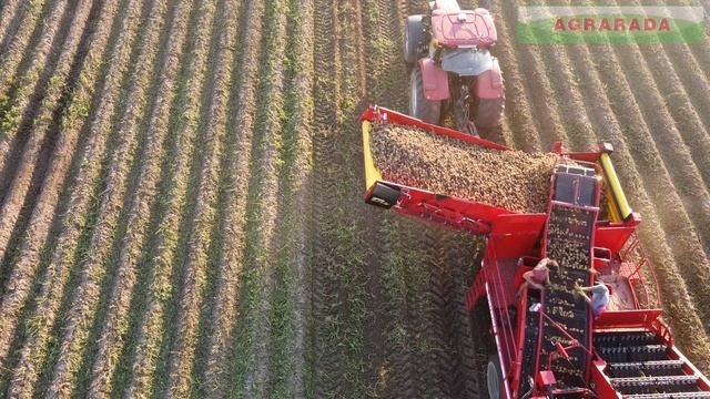 GRIMME SE260 i KS5400. Rozdrabnianie łęcin i zbiór ziemniaków. Haulm topper and potato harvester.