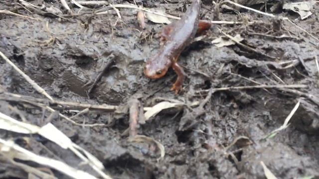 Salamander in Portland Oregon Wetland