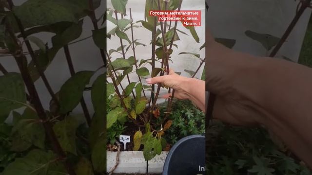 Готовим метельчатые гортензии к зиме. Часть1.