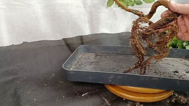 Бонсай заготовка для каскада √1,√2