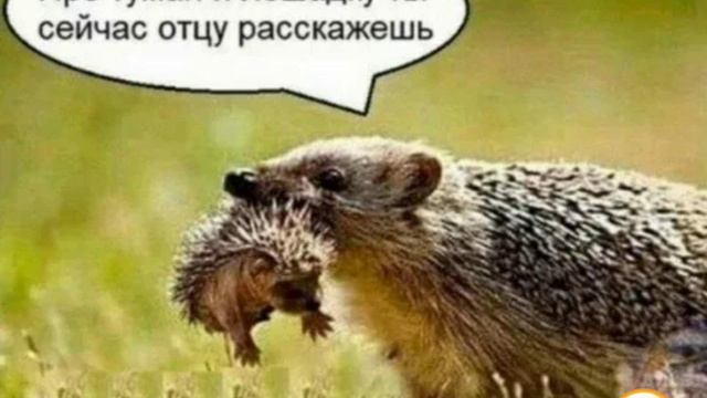 Ёжик в тумане 😀