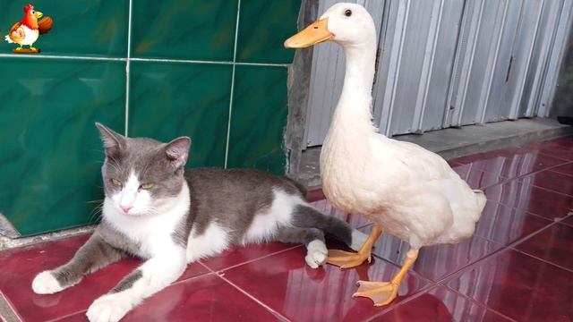 Пекинский селезень Тимур и его кошки 🥰 серия (65)