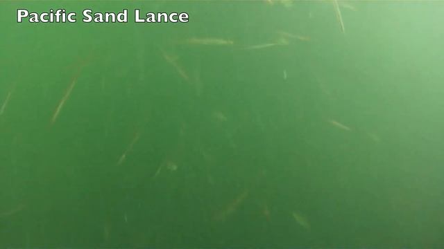 Sand Lance