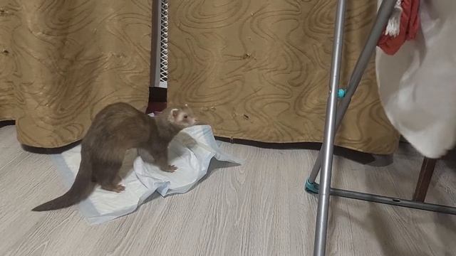 Дурной хорек Зефирка
