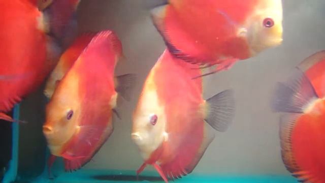 12cm White Face Marlboro Red Discus