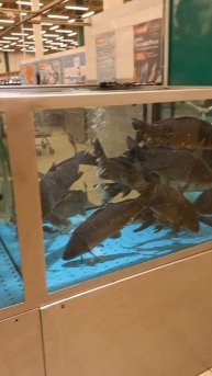 Живой карп 469руб в продаже Красноярске