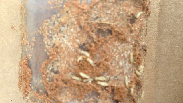 Termites Identification Service Pro Pest Control