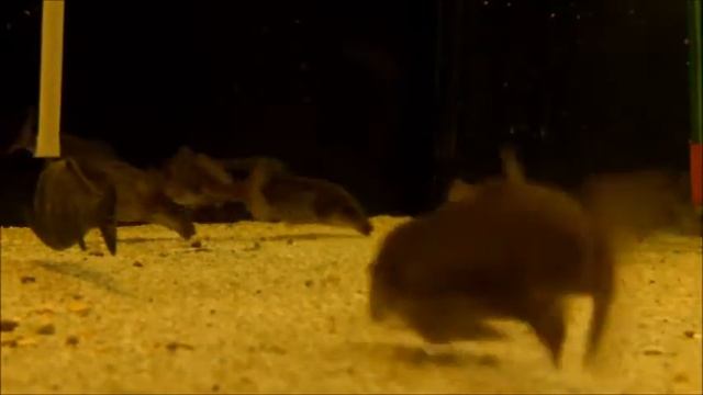 Mormyrus Dummy Fish