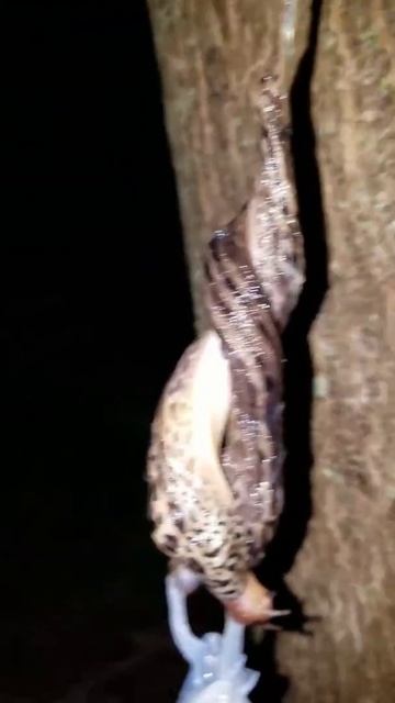 Slug mating ritual Part 1