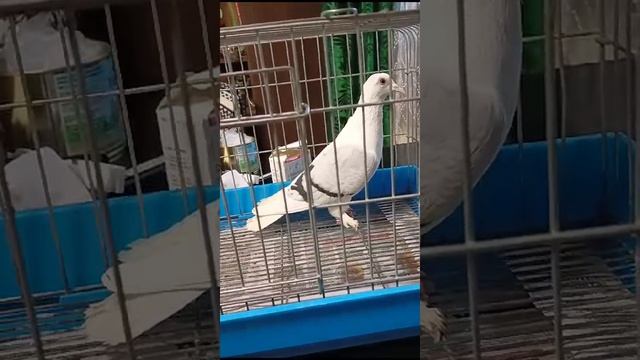 Чистая голубка