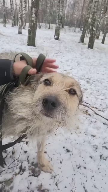 Пёс Верный из приюта в добрые руки / Москва