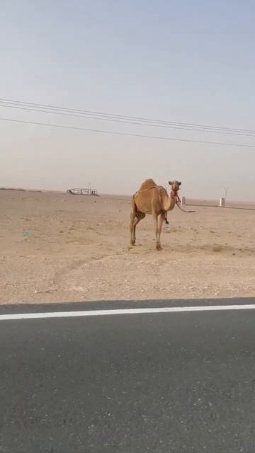 Al Aamriya road Qatar #evening #desert #shortsvideo #reels