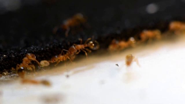 Social carrying behavior in ants HD