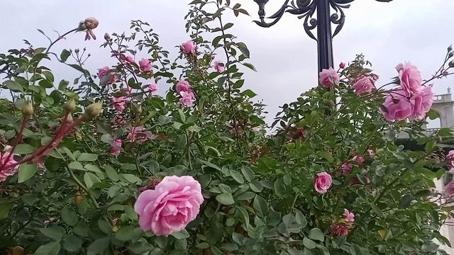 Розы в декабре