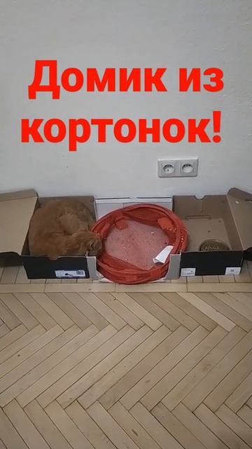 домик из кортонок😍 #милаха #милашка #дом #кошки #милыекошки