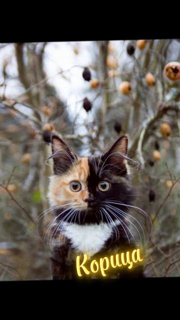 °•Коты-воители в в реальной жизни (ИДЕЯ НЕ МОЯ!)•°