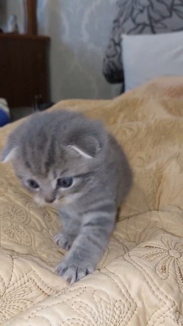 Котёнок КАПИТОШКА.