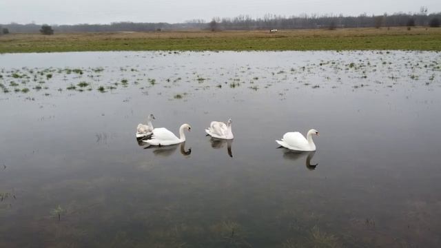 Лебединая верность