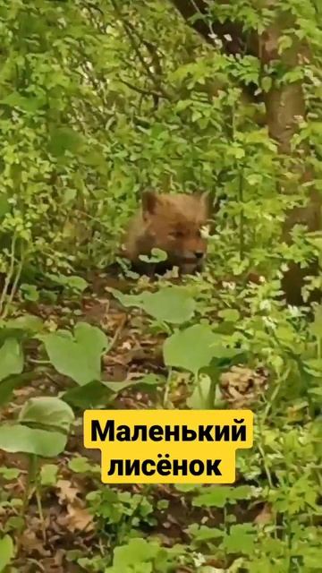 Думал,что котёнок,а оказалось лисёнок #shorts #краснодар #slaviklife #славиклайф #лиса #лисёнок #ле