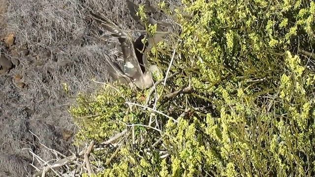 Red footed booby nesting 0137