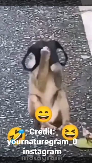 Smart monkey puts on mask