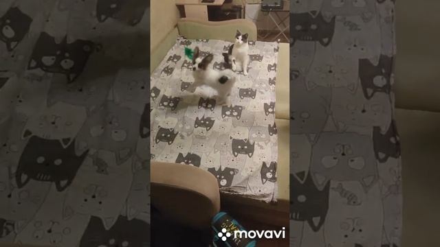 ДЭЛИЯ И КОТ! Кто из них кот..???
