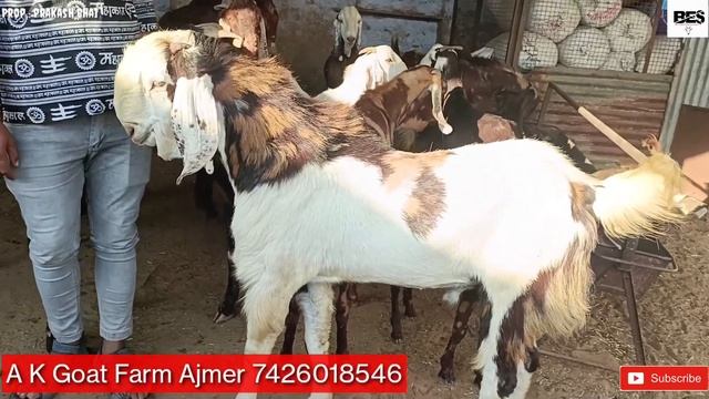 Eid ke 15 Bakre 100+kg Weight Khassi Andu collection Gujri Serohi Ajmeri