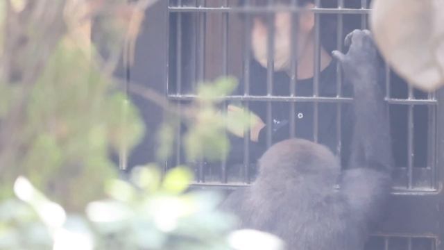 父モモタロウとゲンタロウの喧嘩があった翌日⭐️ゴリラ Gorilla【京都市動物園】The day after the fight between Momotaro and Gentaro.