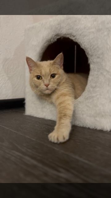 Кошечка Веста ищет дом 🐈