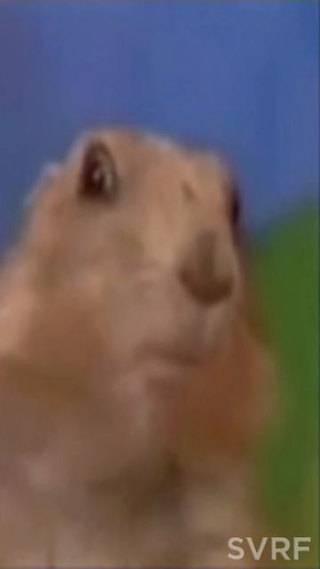 смешной бобёр