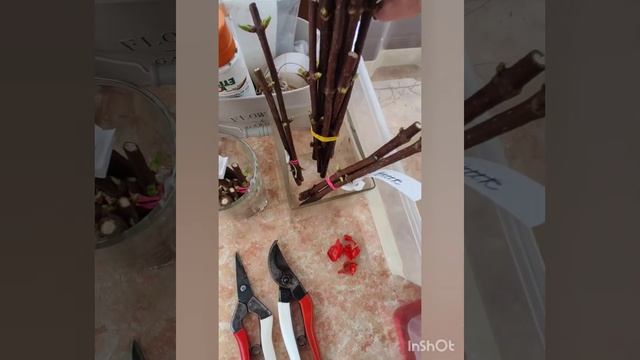 Время черенкования гортензий пришло