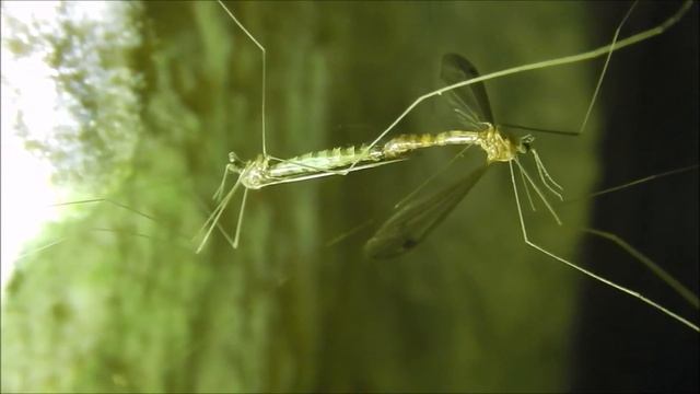 Crane Fly Movie