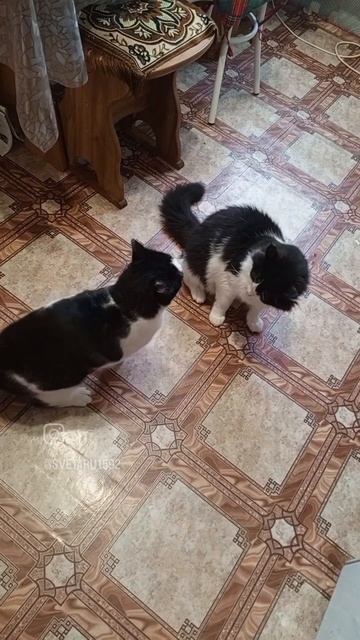 Утренняя разминка у котов