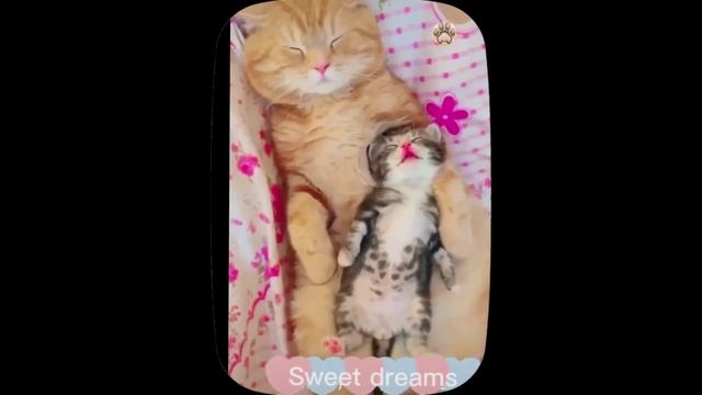 Тиктокоподобная подборка маленьких котят (Cutest baby kittens).

#Развлекательно
#Природа