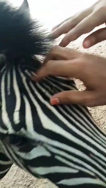 A Beautiful Zebra. #zebra #shorts #animals @AnimalHT2721 @ZebraGamingTV