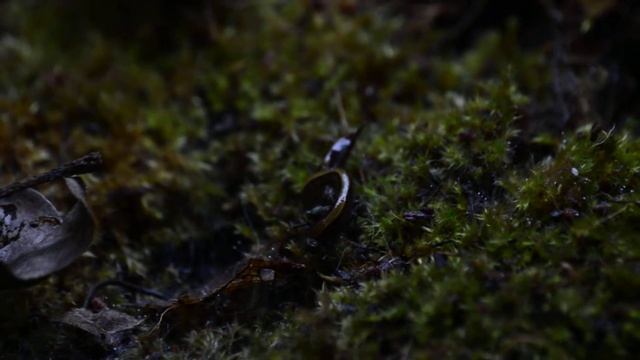 Kontikia ventrolineata (a flatworm)