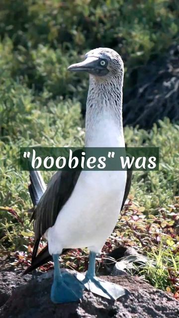 Did I just hear "booby"??😳 #shorts #facts