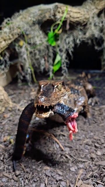 Smooth Fronted Caiman Holding A Snake! #share #trending #viral #reptile #subscribe #follow #new #ea