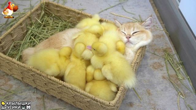 Утята и Цыплята - Кошки и котята - (71) Хвостики да Усики ❣️😍🤗