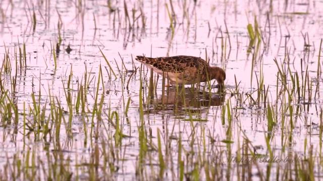 Ruff (Philomachus pugnax) / Kampfläufer