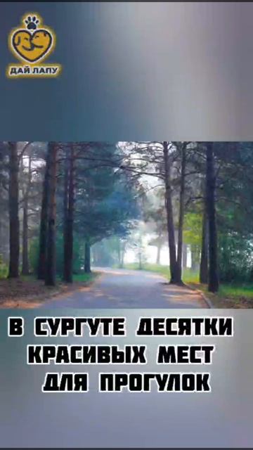 Черничка идёт дом 🐾
