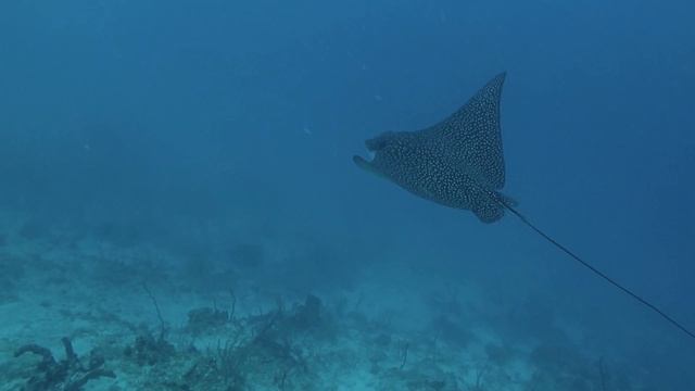 Gliding with a Spotted Eagle Ray at CocoView Resort. Roatan, Honduras.