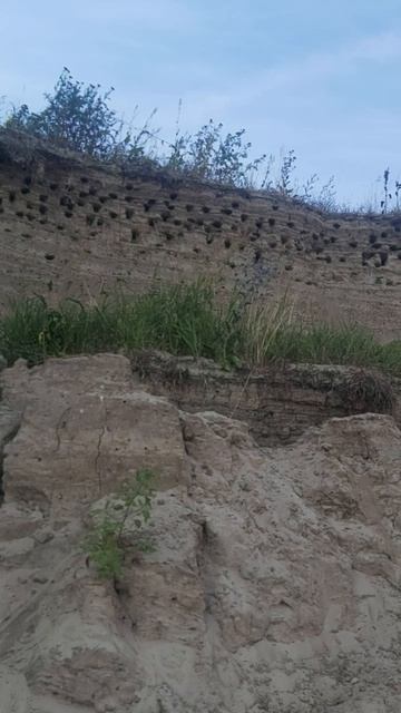 Ласточки на берегу оки
